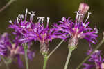 Tall ironweed